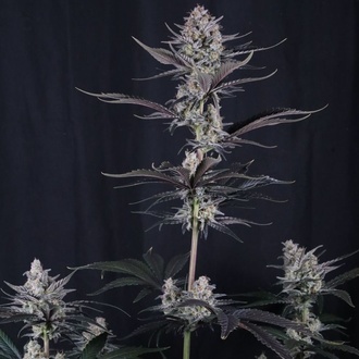 Mendo Guava Auto (FastBuds) Feminiserade