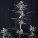Mendo Guava Auto (FastBuds) Feminiserade