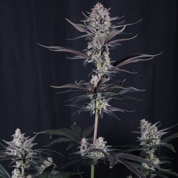 Mendo Guava Auto (FastBuds) Feminiserade
