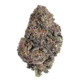Papayton (FastBuds) feminiserade
