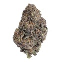 Papayton (FastBuds) Feminiserade
