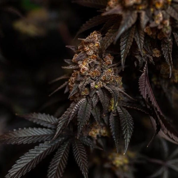 Papayton (FastBuds) Feminiserade