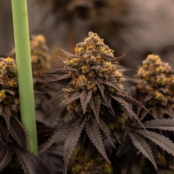 Papayton (FastBuds) Feminiserade