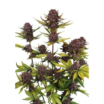 Purple Lemonade Auto RF3 (FastBuds) feminiserade