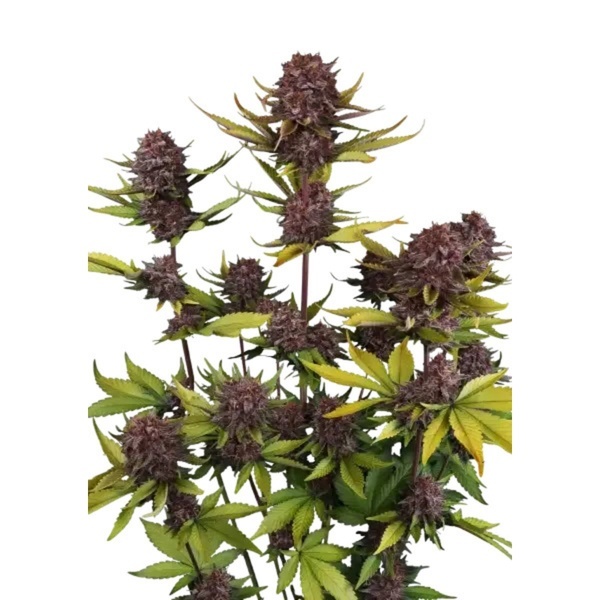 Purple Lemonade Auto RF3 (FastBuds) Feminiserade