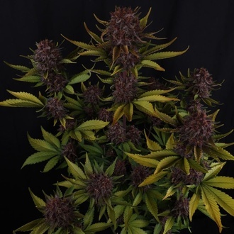 Purple Lemonade Auto RF3 (FastBuds) Feminiserade