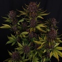 Purple Lemonade Auto RF3 (FastBuds) Feminiserade