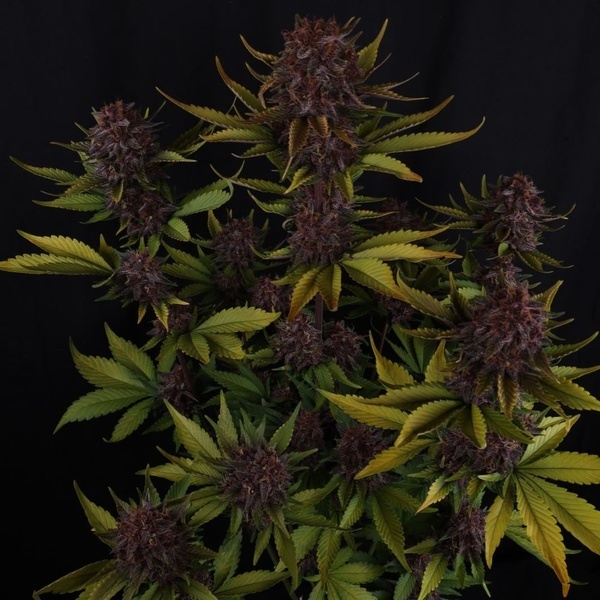 Purple Lemonade Auto RF3 (FastBuds) Feminiserade