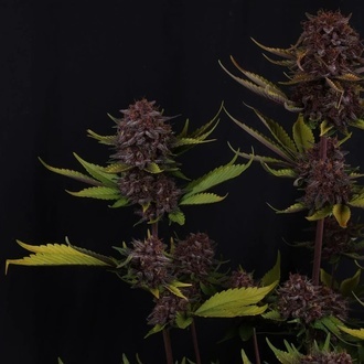 Purple Lemonade Auto RF3 (FastBuds) Feminiserade