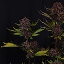 Purple Lemonade Auto RF3 (FastBuds) Feminiserade