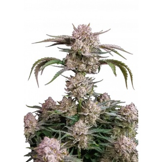 Strawberry Gorilla Auto RF3 (FastBuds) feminiserade cannabisfr&ouml;n