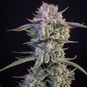 Strawberry Gorilla Auto RF3 (FastBuds) Feminiserade
