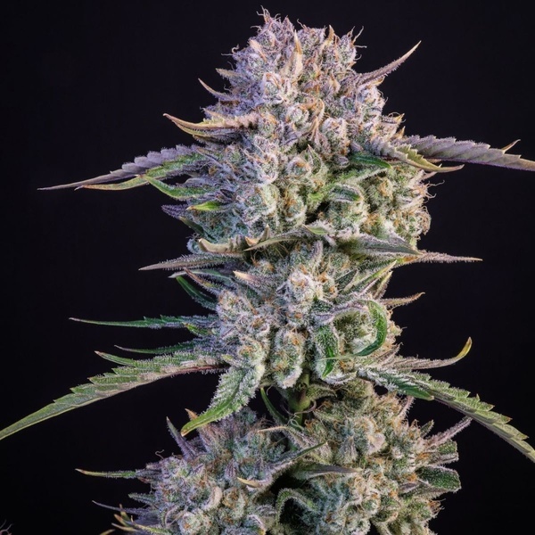 Strawberry Gorilla Auto RF3 (FastBuds) Feminiserade