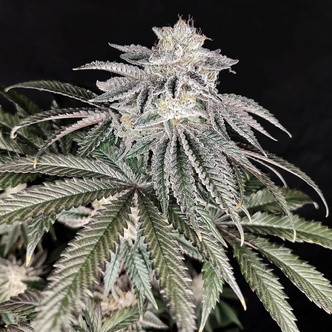 Cherry Melt (Pure Instinto) Feminiserade