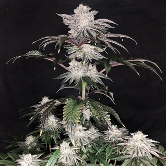 Cherry Melt (Pure Instinto) Feminiserade