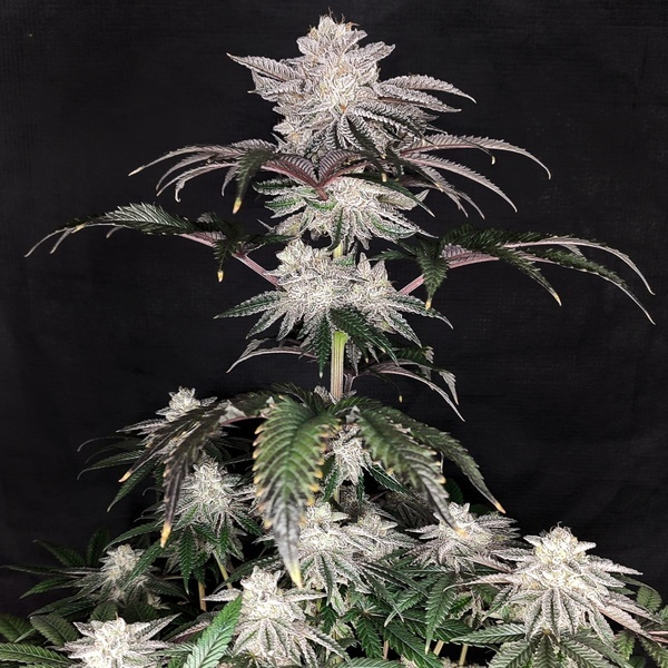 Cherry Melt (Pure Instinto) Feminiserade