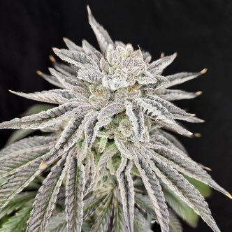 Yuzu Grape Kush (Pure Instinto) Feminiserade