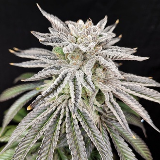 Yuzu Grape Kush (Pure Instinto) Feminiserade