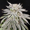 Yuzu Grape Kush (Pure Instinto) Feminiserade