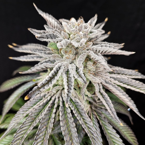 Yuzu Grape Kush (Pure Instinto) Feminiserade