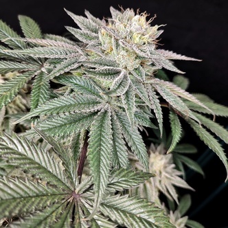 Golden Truffle (Pure Instinto) Feminiserade