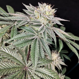 Golden Truffle (Pure Instinto) Feminiserade