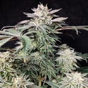 Golden Truffle (Pure Instinto) Feminiserade