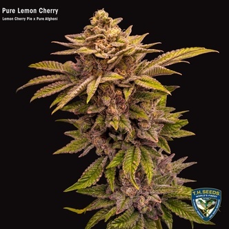 Pure Lemon Cherry (T.H.Seeds) Feminiserade