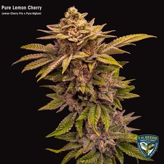 Pure Lemon Cherry (T.H.Seeds) Feminiserade
