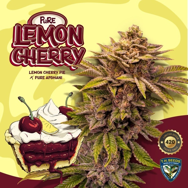 Pure Lemon Cherry (T.H.Seeds) Feminiserade