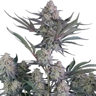 Lemon Tree Auto (FastBuds) Feminiserade