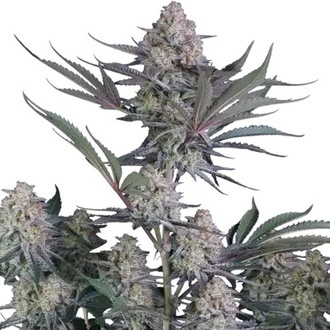Lemon Tree Auto (Fast Buds) Feminiserade