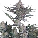 Lemon Tree Auto (Fast Buds) Feminiserade