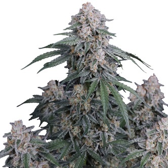 GMO Auto (FastBuds) Feminiserade