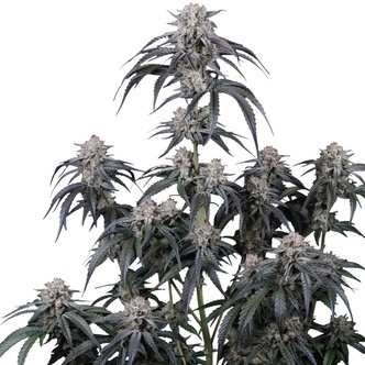 Mango Frost Auto (FastBuds) Feminiserade