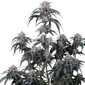 Mango Frost Auto (Fast Buds) Feminiserade