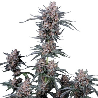 Mango Cherry Runtz Auto (Fast Buds) Feminized