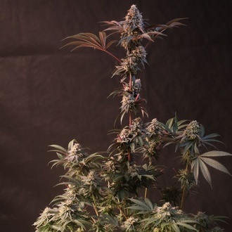 Lemon Cherry Runtz (Fast Buds) feminiserad