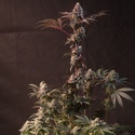 Lemon Cherry Runtz (Fast Buds) feminiserad