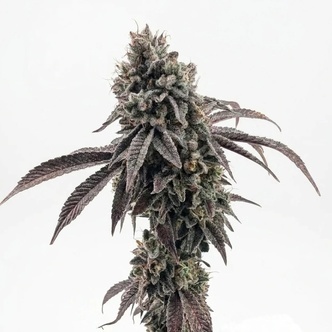 Garlic Mint Sherbet (Fast Buds) Feminiserade