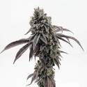 Garlic Mint Sherbet (Fast Buds) feminiserad