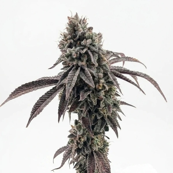 Garlic Mint Sherbet (Fast Buds) feminiserad