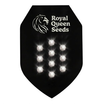 Autoflower mystiska fr&ouml;n 10 (Royal Queen Seeds)