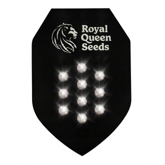 Autoflower Mysteriefr&ouml;n 10 (Royal Queen Seeds)
