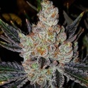 10th Planet R1 (Ethos Genetics) Feminiserad