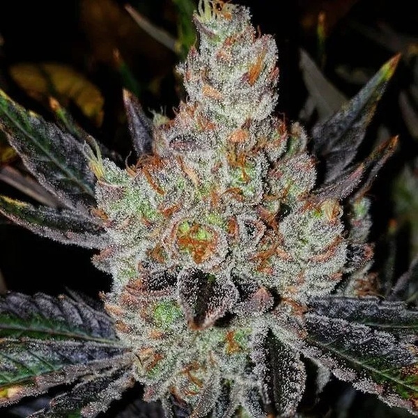 10th Planet R1 (Ethos Genetics) Feminiserad