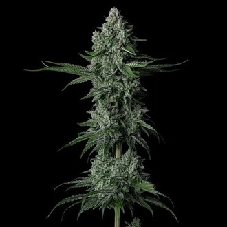 Grandpa's Stash R2 (Ethos Genetics) Feminiserad