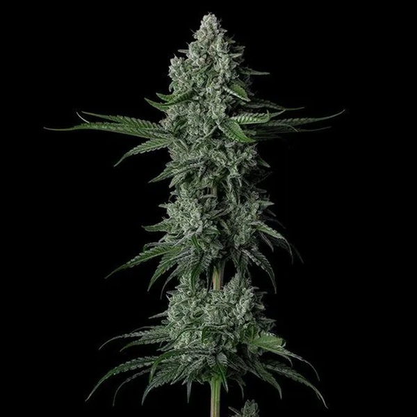 Grandpa's Stash R2 (Ethos Genetics) Feminiserad