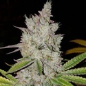 Lilac Diesel Auto RBX2 (Ethos Genetics) Feminiserade