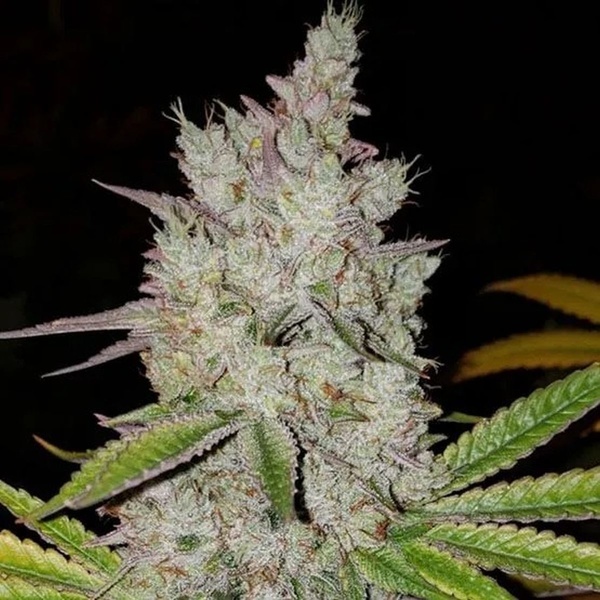 Lilac Diesel Auto RBX2 (Ethos Genetics) Feminiserade